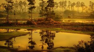 swamp-187