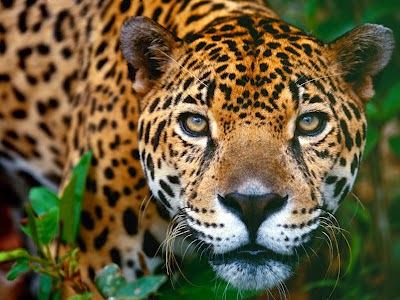 exctinct_leopard.jpg