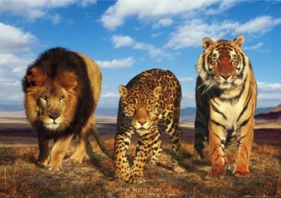 3-cats.jpg