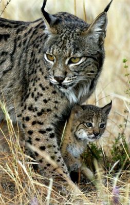 Iberian_Lynx_and_cub.jpg