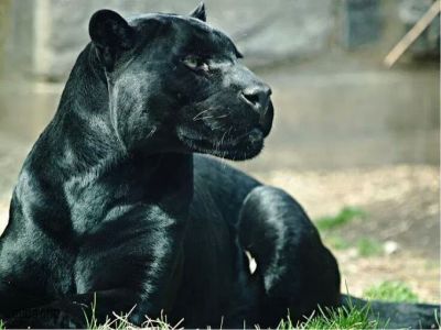black-panther.jpg