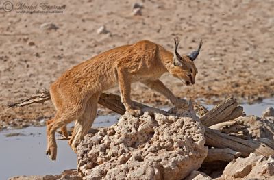 caracal_1_KTP_2010.jpg