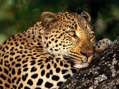 junglecat.jpg