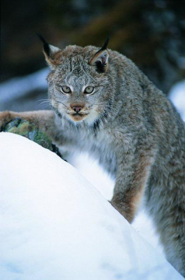 lynx.jpg