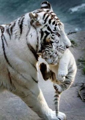 white-tiger-w-baby.jpg