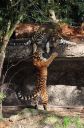 2tigers.jpg