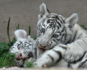 2whitetigers.jpg