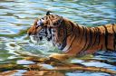 A_Bengal_Tiger_in_Water_Photo_by_Michael_Nichols.jpg