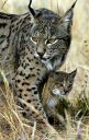 Iberian_Lynx_and_cub.jpg