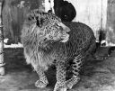 Leopon_leopard_and_lion_hybrid.jpg