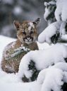 Filename=baby-mt-lion.jpg
Filesize=49KiB
Dimensions=381x509
Date added=Jul 25, 2023 baby-mt-lion.jpg
