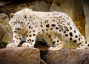 bigcat.jpg