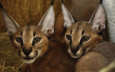 bigearredcats.jpg