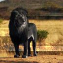 black_lion.jpg