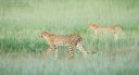 cheetah_walking_1_KTP_2012.jpg