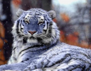 coldkitty.jpg