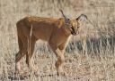 droopy_caracal_7_KTP_2010.jpg