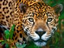 exctinct_leopard.jpg