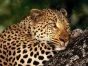 junglecat.jpg