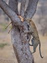 leopard_climb_5_KNP_2011.jpg
