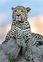 majestic_leopard_atop_a_termite_mound_by_David_Lloyd.jpg