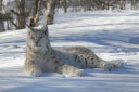 siberianlynx.jpg