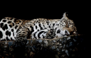 sleepykitty.jpg