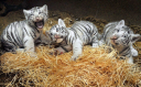 whitetigers.jpg