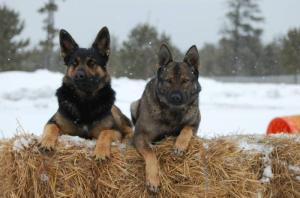 2germanshephards