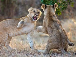 2lionsfighting