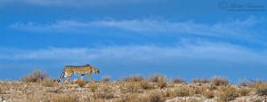 MorkelErasmus_RidgeCheetah