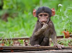 baboon_baby_2_KNP_2009
