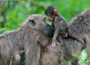 baboon_intimacy_2_KNP_Dec09