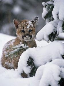 baby-mt-lion