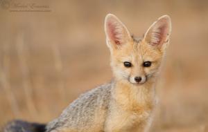cape_fox_cub_2_KTP_2011