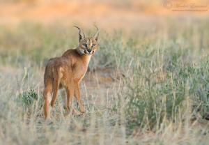 caracal_Morkel_2012