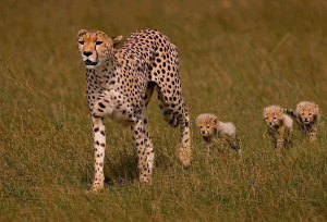cheetafamily