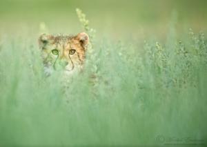cheetah_cub_hidden_1_KTP_2012