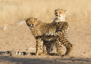 cheetah_cubs_2_KTP_2011