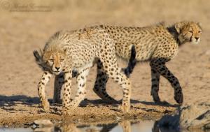 cheetah_cubs_6_KTP_2011