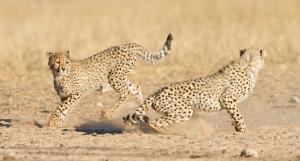 cheetah_cubs_playing_1_KTP_2011