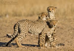 cheetah_family_1_KTP_2011