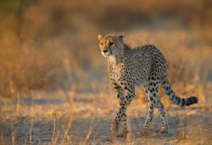 cheetah_male_1_KTP_2011