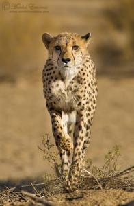cheetah_male_3a_KTP_2011