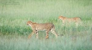 cheetah_walking_1_KTP_2012