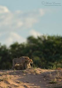 cheetahs_dune_3_KTP_2011