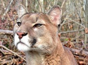 cougar