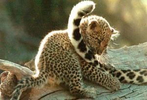 cutekitten