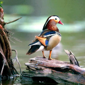 exoticbird