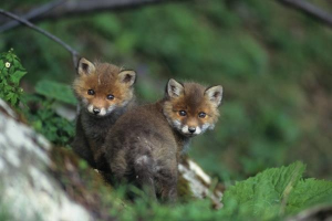 foxes